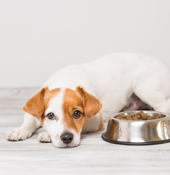 croquette et pate pour chien